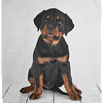 Rottweiler In Bed Fleece Blanket - Premium Sherpa Blanket - Woven Blanket
