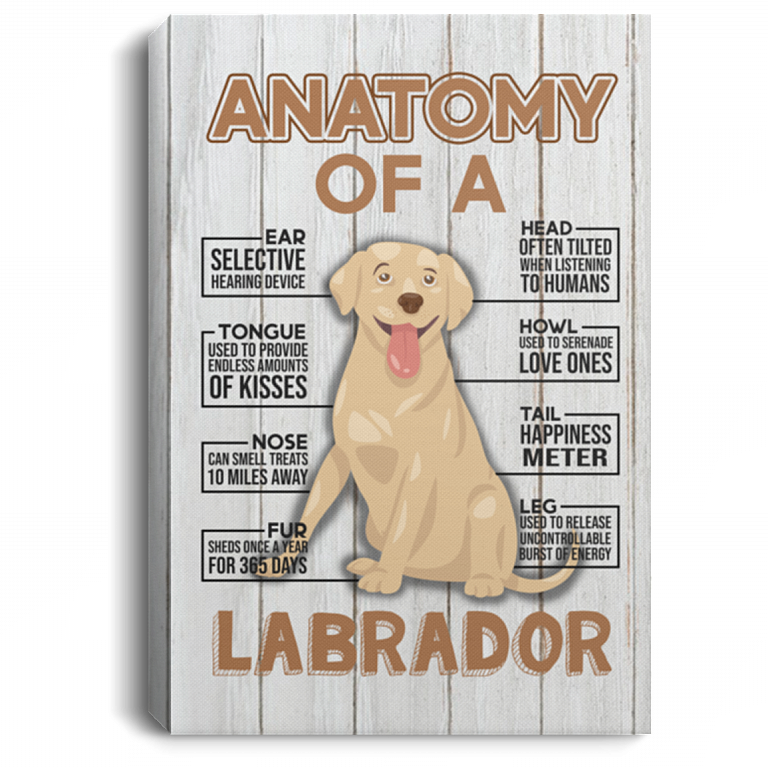 Anatomy of a Labrador Retriever Gallery Wrapped Framed Canvas Prints - Unframed Poster - Home Decor Wall Art, White, 0.75'' Framed Canvas